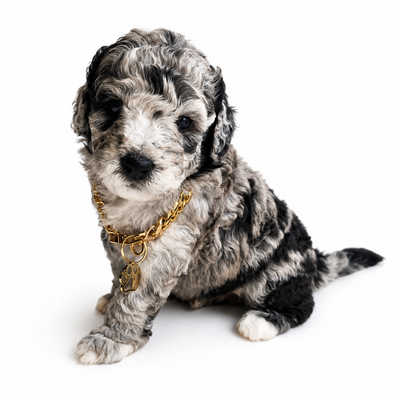 MINIATURE & MICRO Bernedoodles / St Berdoodles, View more
