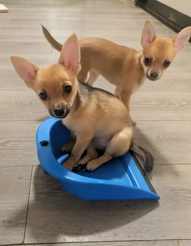 Sweet adorable Pomchi puppies in Dogs & Puppies for Rehoming in City of Toronto - Image 11