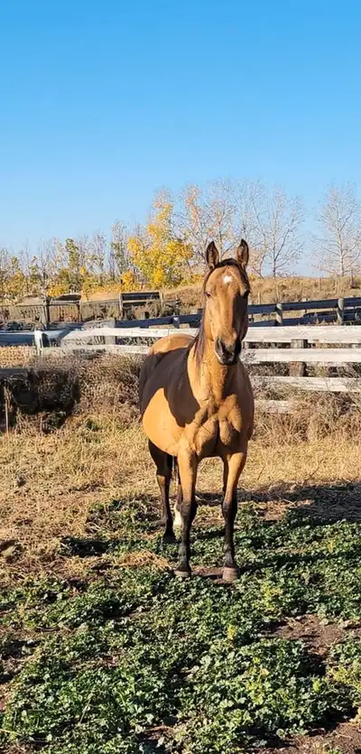 Horse for sale, View more