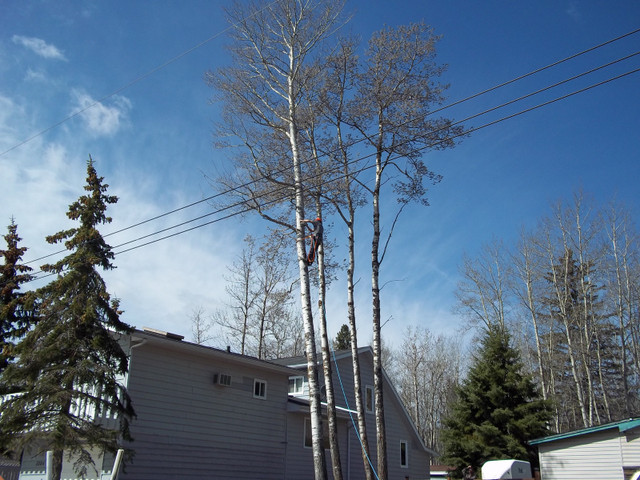 Tree Removal in Lawn, Tree Maintenance & Eavestrough in Edmonton - Image 2