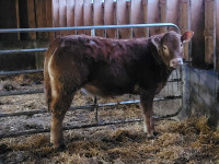 Registered Limousin Heifers