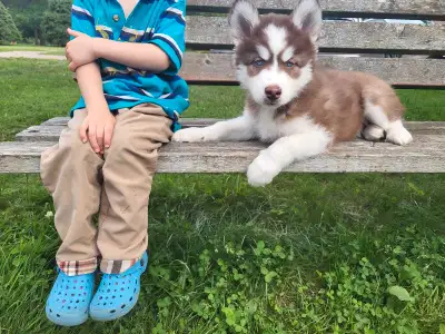 Puppies for sale, View more