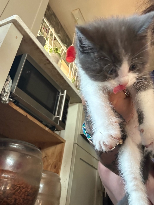 half maincoon kittens in Cats & Kittens for Rehoming in Belleville - Image 3