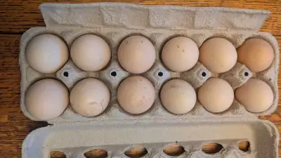 Jersey Giants hatching eggs, View more