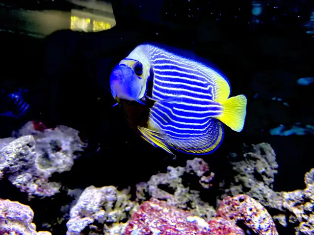 Aquariums and Salt fish for sale in Fish for Rehoming in Barrie - Image 2