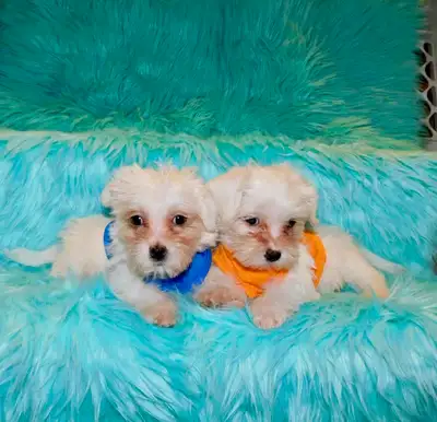Toy Maltese Puppies  mixe, View more
