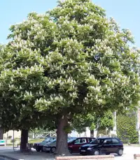 Marronnier ( arbre )