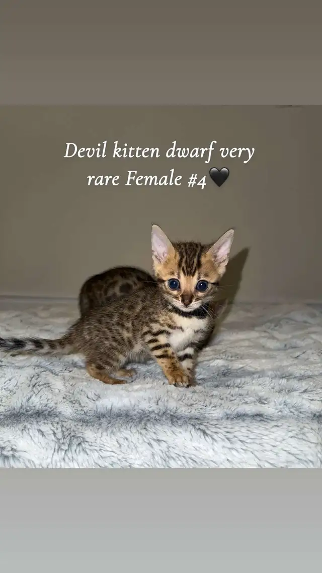 bébé bengal in Cats & Kittens for Rehoming in West Island - Image 4