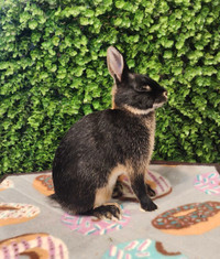 Britannia petite dwarf rabbit pure breed