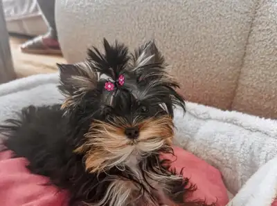 HIGH QUALITY YORKIE FEMALE 6 MONTH OLD, View more