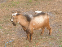Breeding Goat for Sale