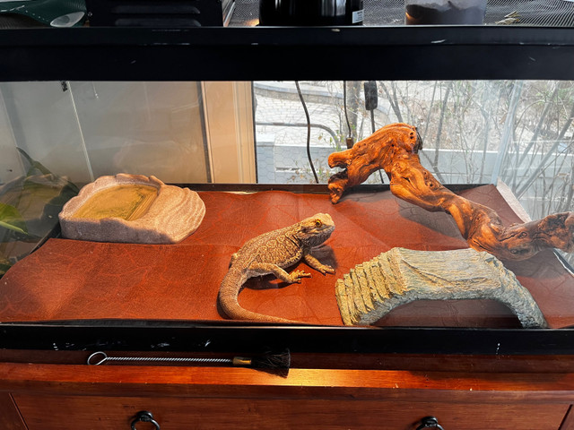 6 year old bearded dragon  in Reptiles & Amphibians for Rehoming in Calgary