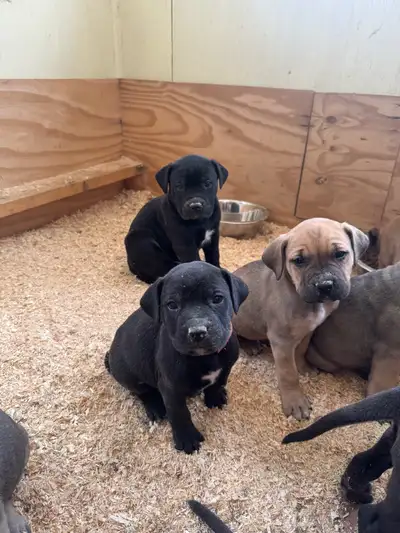mastiff puppies, View more