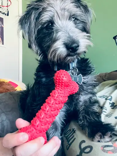 Hi! My name is Midnight. I am a 7 month old neutered and microchipped Maltese/Yorkie. I suffer from...