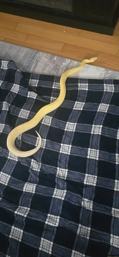 1 year old male Sunglow boa, View more