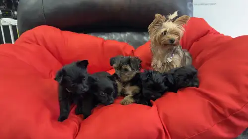 We have 5 very playful pups with both the parents on site as well. 2 males and 3 females in the litt...