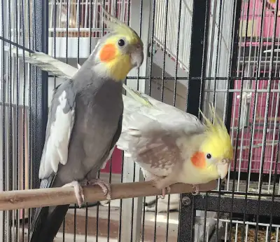 3 cockatiel, View more