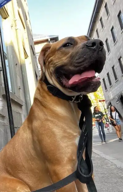 Purebred Boerboel (African Mastiff)  , View more