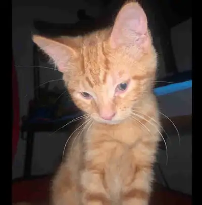 Kittens for rehoming (4 months), View more