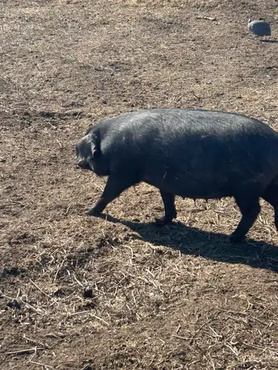 Bred gilts, View more