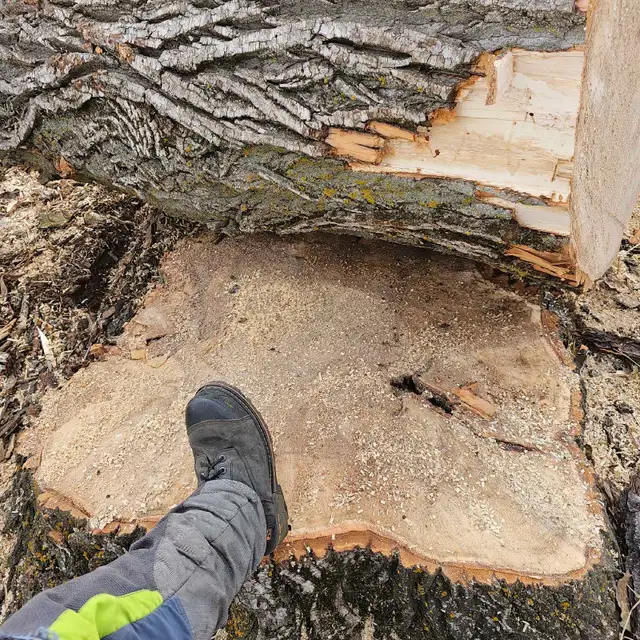 Essential Tree Services 533909563360552963