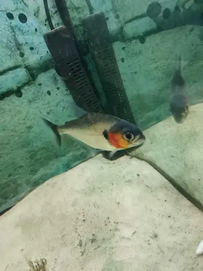 Piranha Serrasalmus Manueli (Tiger Piranha), View more