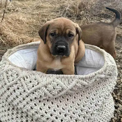 Puppies for sale, View more