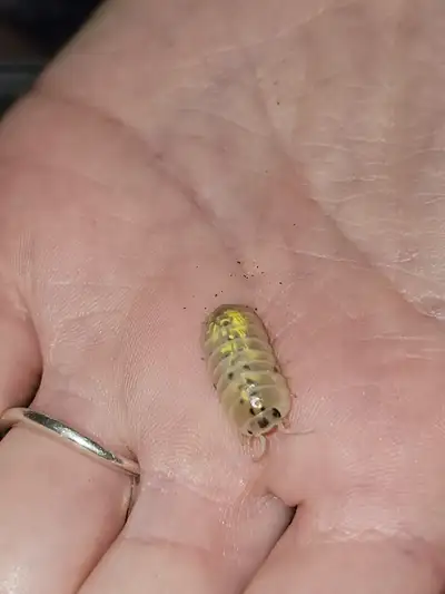 Magic Potion Isopods (Armadillidium vulgare), View more