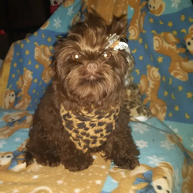 BEAUTÉ RARE YORKSHIRE 3/4 CHOCOlAT BABY Face in Dogs & Puppies for Rehoming in Longueuil / South Shore - Image 4