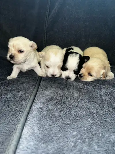 Morkie Puppies Males, View more
