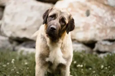 Kangal Puppies, View more
