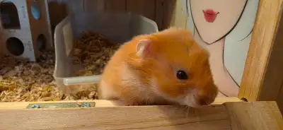 Hamster Male or Female (2 month old) super healthy, friendly & a, View more