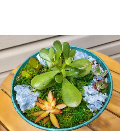 Succulent Arrangement in Turquoise Bowl, View more