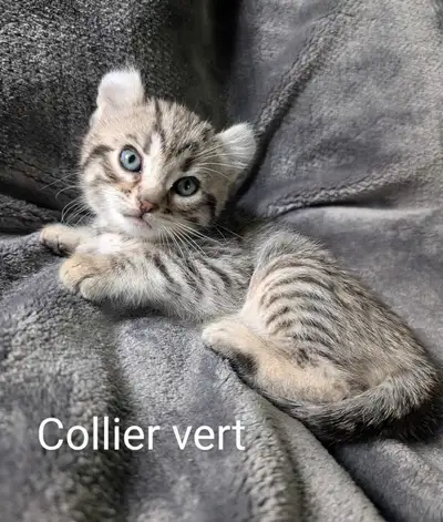 Bonjour, il nous reste 1 beau chaton Highland lynx mâle 2 gênes polydactyle et oreilles courbées. Il...