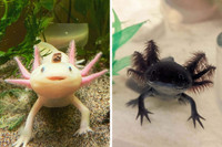 Axolotls 