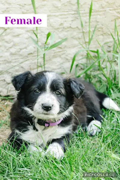 We have 4 adorable Border Collie puppies to sell… 3 Female (1 taken) 1 Males (2 taken) Both parents...