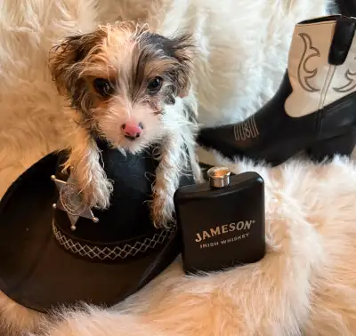 Beautiful yorkie x maltese puppies now available to take home and find their own adventure! These sw...