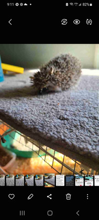 Female hedgehog  8 months old 