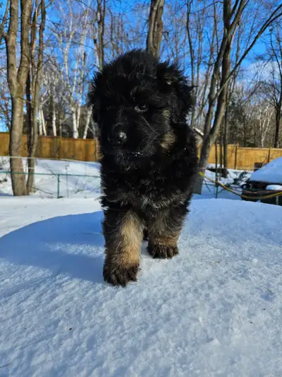 Magnifique chiot 100% Berger Allemand À POILS LONGS, View more