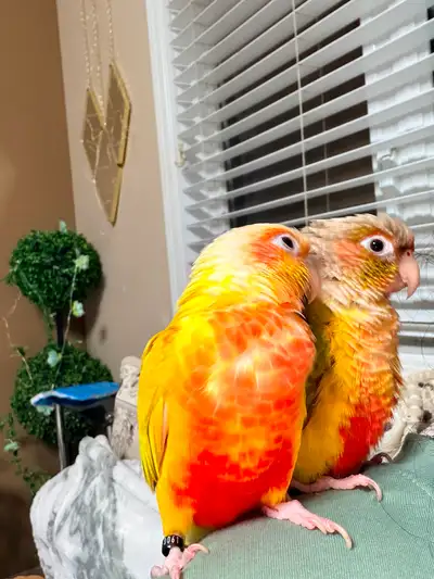 Two lovely conure, View more