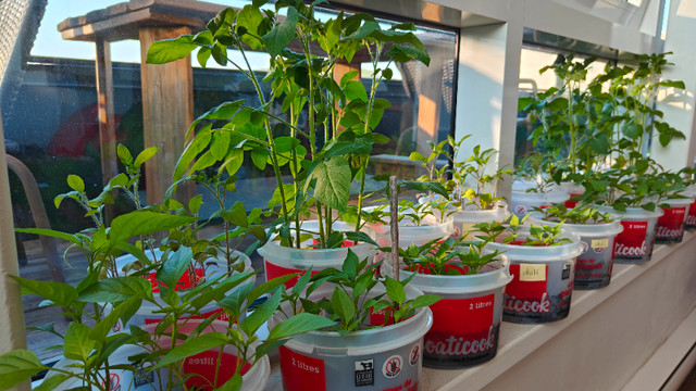 Chili and Tomato babies or sprout for gardens dans Plantes, engrais et terreaux  à Ville de Montréal - Image 3