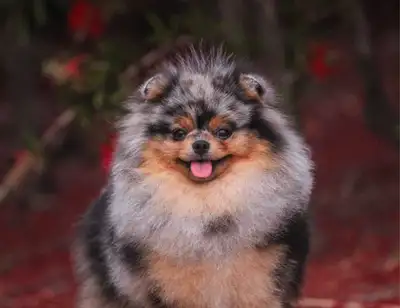 Beautiful pomeranian rare color, View more