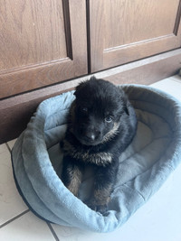 7 German shepherd pups