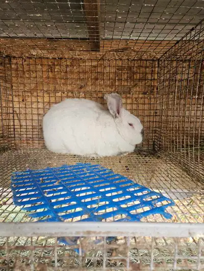 Male rabbit, View more
