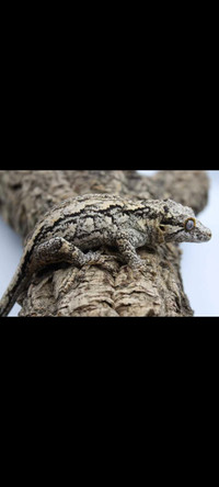 RTB Female Gargoyle Gecko