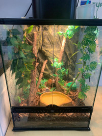 Green Anole Lizard + Habitat