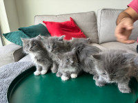 Russian blue and  Scottish breed 2 months old males and females