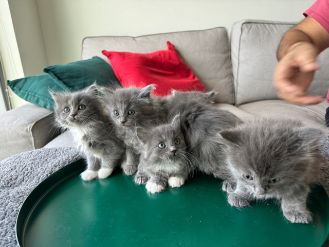 Russian blue and  Scottish breed 2 months old males and females in Cats & Kittens for Rehoming in Burnaby/New Westminster - Image 2