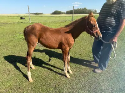 2026 APHA filly, View more