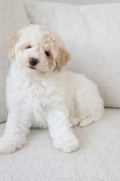 Poodle puppy, View more